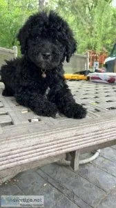 Mini Goldendoodles
