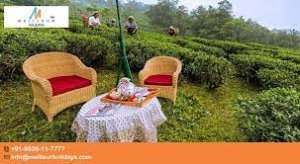 Darjeeling tea garden stay - meilleur holidays