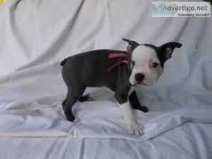 Boston Terrier Puppies
