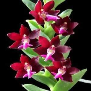 Spathoglottis Orchids Online Purchase