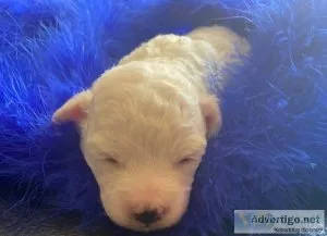 Blue Male (Nimbus) - APRI Registered Bichon Frise