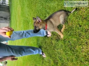 German Shepherd Puppies