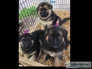For Sale Full Blooded German Shepherd Puppies