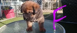 Frenchies and Cane Corso puppies