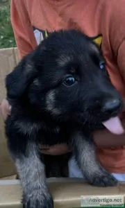 lilac German Shepherd Dog