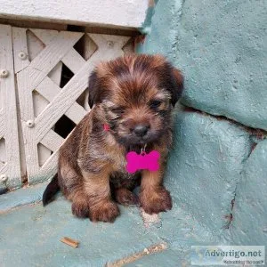 SHIH TZU CHIHUAHUA PUPPIES