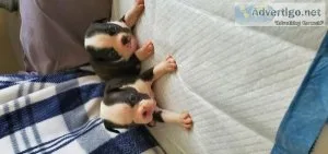 AKC Boston Terrier puppies