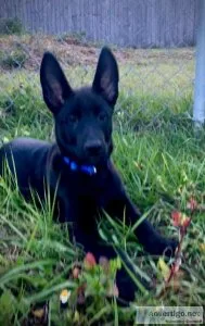 Black Malinois  Dutch shepherd