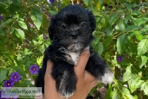 MaltiPoo Puppies