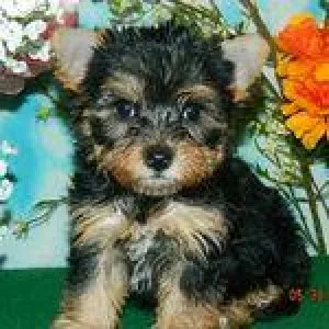 Cute Yorkshire Terrier