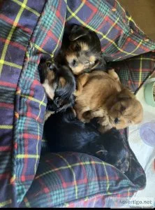 Yorkies