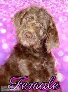 Healthy Labradoodles