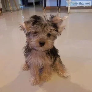 Yorkie puppies looking for his furever home