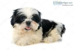 SHIT TZU7300930479