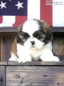 Dakota Shih tzu