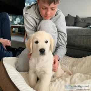AKC Golden Retriever puppies