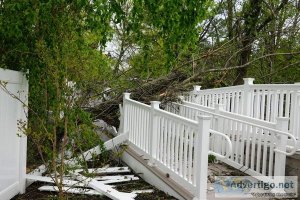 CLE Tree Service