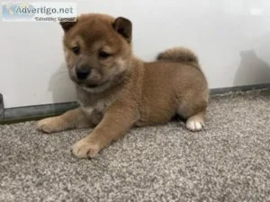 Oakley shiba inu