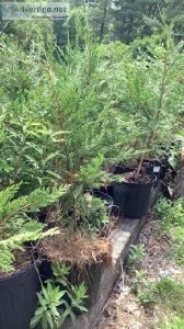 Leyland cypress