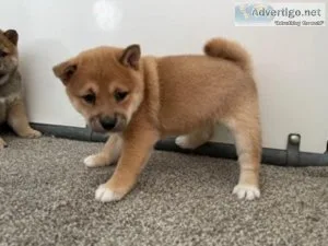 Iris Shiba Inu