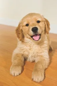 GOLDEN RETRIVER730093047 9
