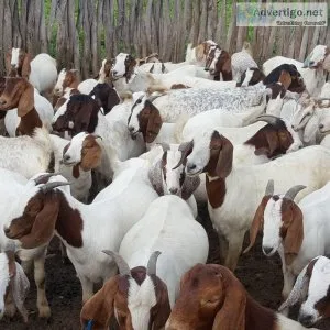 goats and sheeps for sale