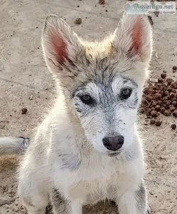 WOLF HYBRID pups for sale 500