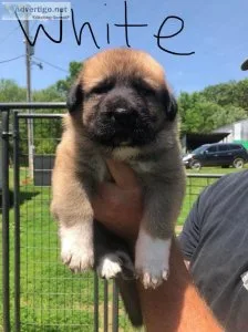 Germanese pups