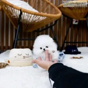 Teacupmaltese