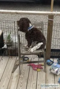 Cocker Spaniel