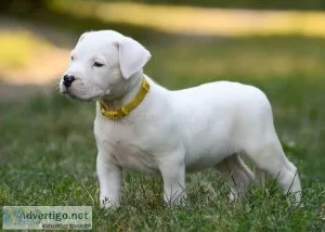DOGO ARGENTINO73009304 79