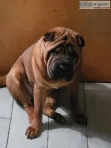 Shar pei  puppies male