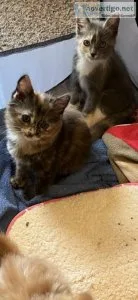 Free kittens to good home liter trained and eating solids