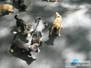 poodle mix small puppies