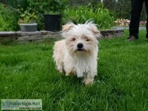 Yorkie-chihuahua female 8 months old
