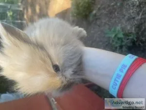 Baby bunnies