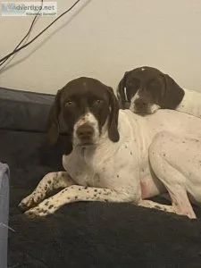 German shorthair pointer
