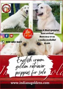 English Cream Golden Retriever puppies for sale-Take your home