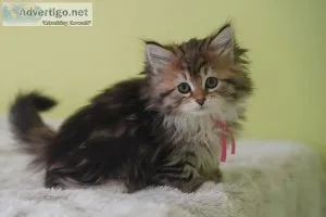 Siberian Cats for Adoption Near USA