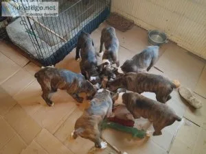 Boxer puppies