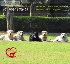 NCR Best Dog Boarding Service Noida By Happy Pettings
