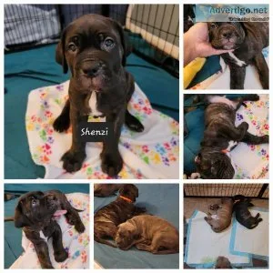 Mastiff Puppies- available 6252022