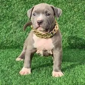 PITBULL7300930479