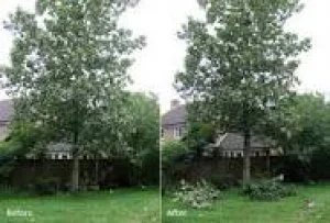 Lift the height of your trees by crown lifting