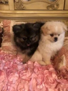 Pekingese puppies