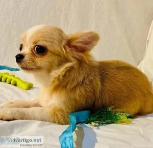 Sweet chihuahua rehoming