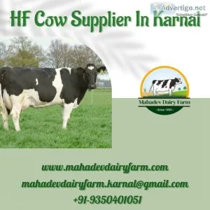 HF Cow Supplier In Karnal  Mahadev Dairy Farm