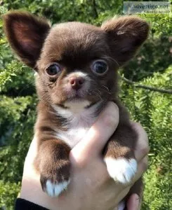 Sweet chihuahua rehoming