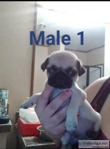 Pug puppies