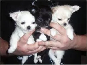 Chihuahua puppies for sale